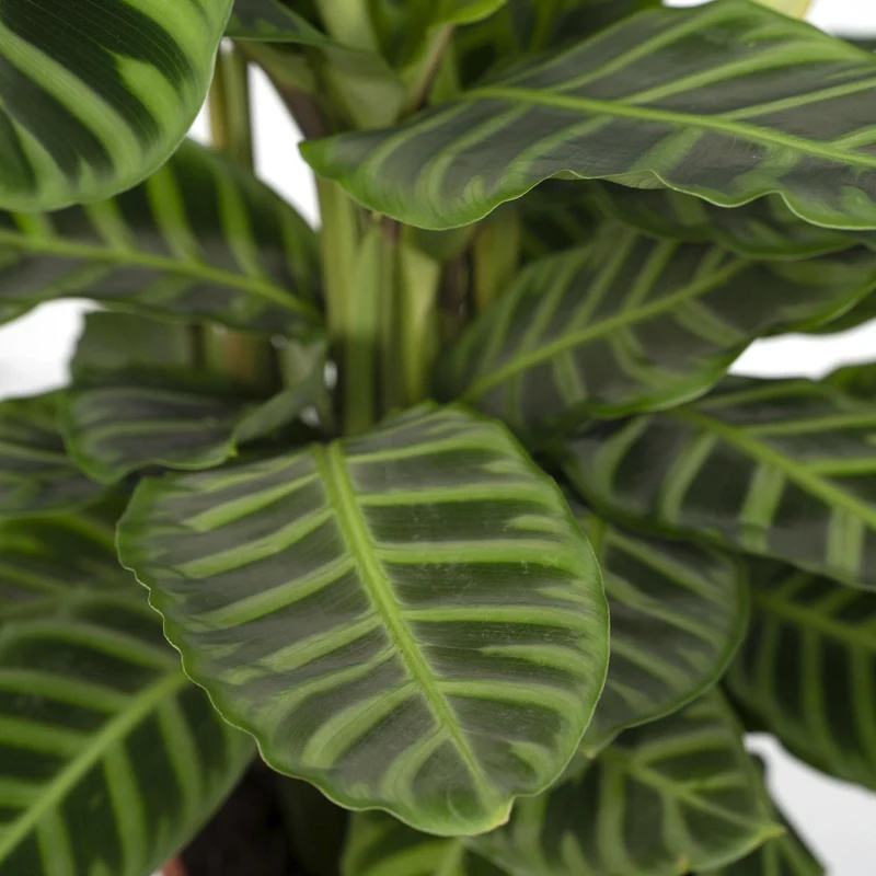 Calathea Zebrina (Peacock Plant) ↑ 80 cm