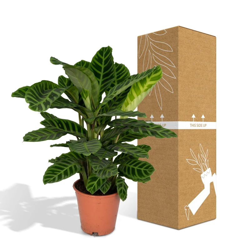Calathea Zebrina (Peacock Plant) ↑ 80 cm