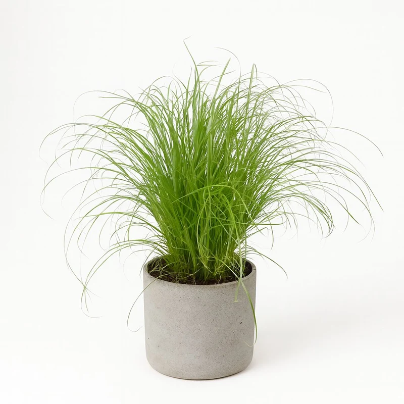 Cyperus Alternifolius Zumula