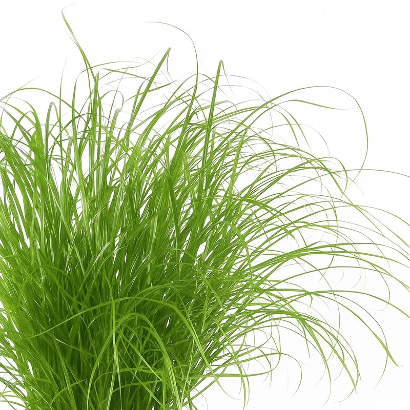 Cyperus Alternifolius Zumula