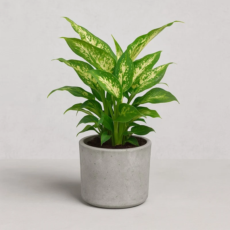 Dieffenbachia Compacta