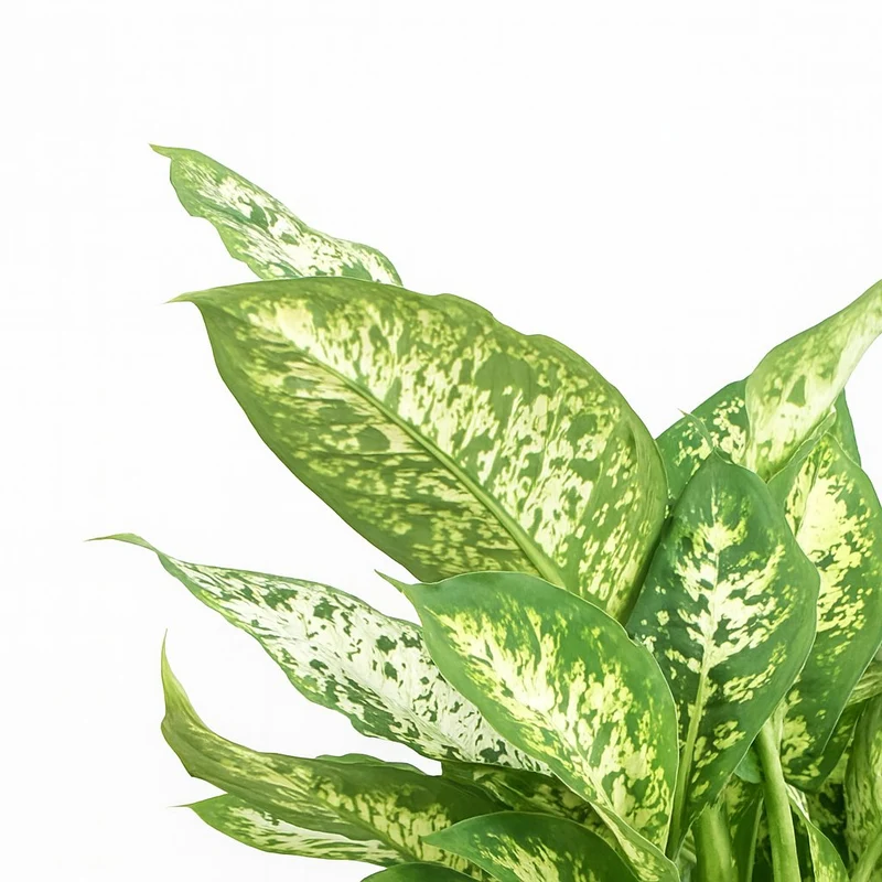 Dieffenbachia Compacta
