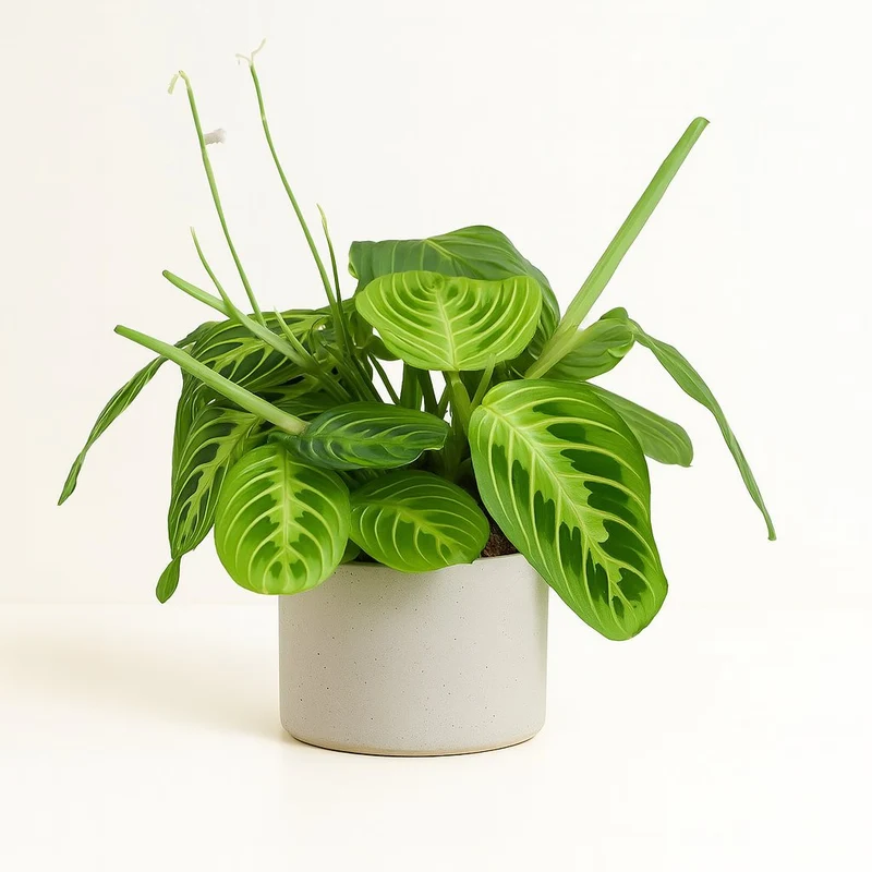 Maranta Leuconeura Fascinator Lemon Lime - 30cm