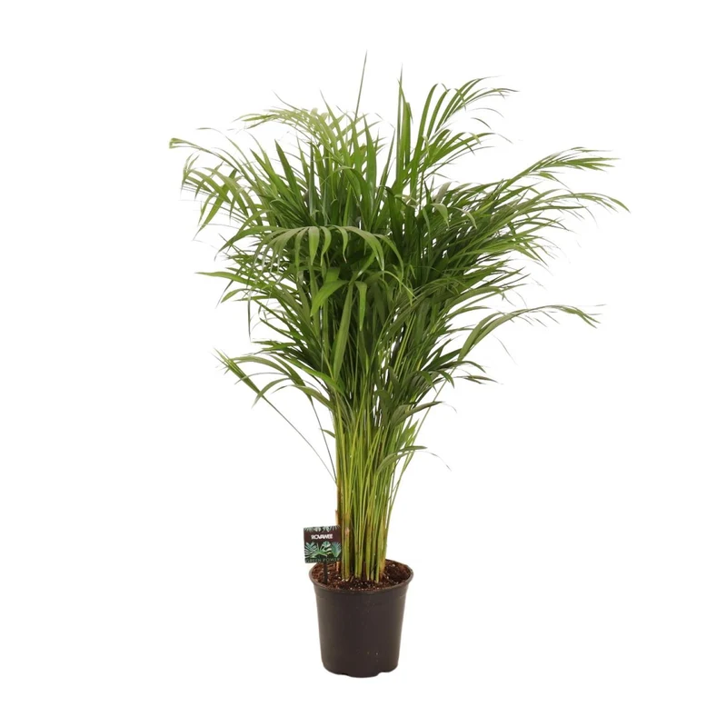 Dypsis Lutescens (Gold Palm) ↑ 110 cm