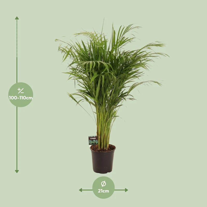 Dypsis Lutescens (Gold Palm) ↑ 110 cm