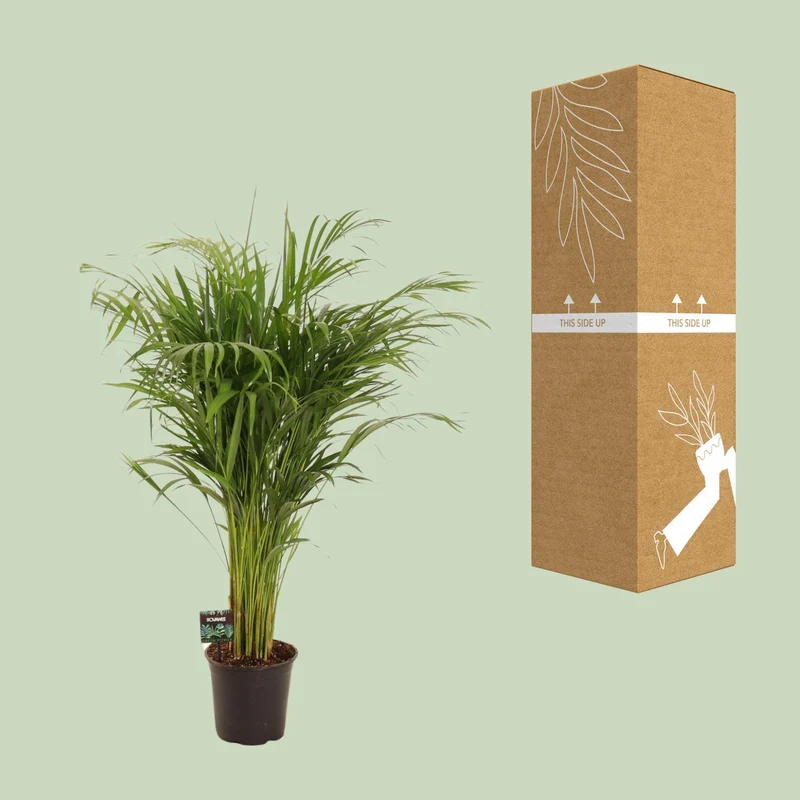 Dypsis Lutescens (Gold Palm) ↑ 110 cm