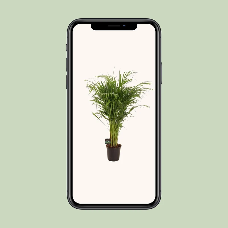 Dypsis Lutescens (Gold Palm) ↑ 110 cm