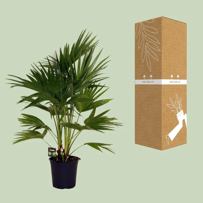 Livistona Chinensis (Chinese Fan Palm) ↑ 100 cm