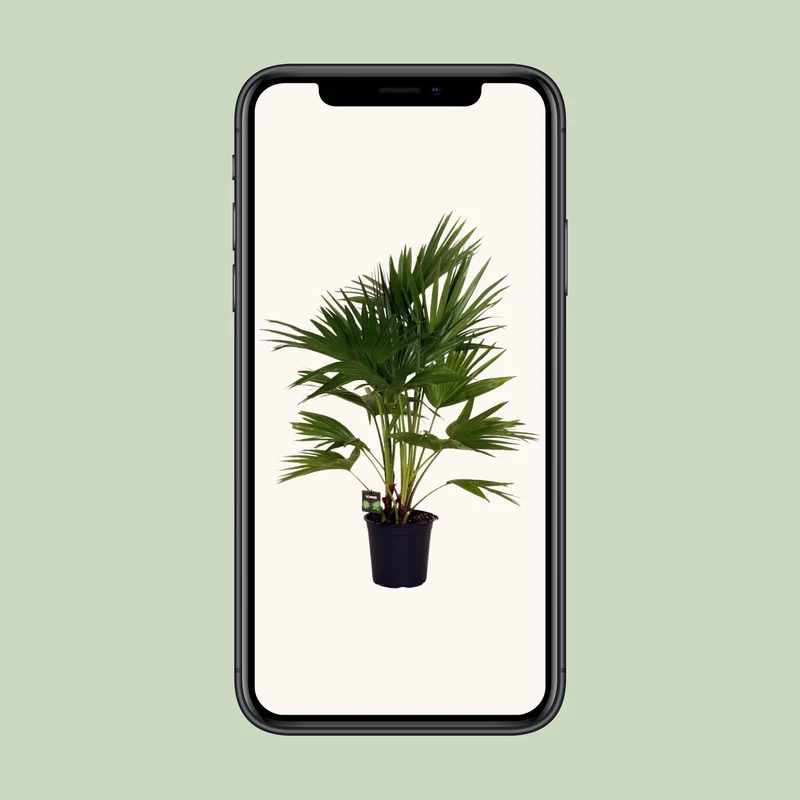 Livistona Chinensis (Chinese Fan Palm) ↑ 100 cm