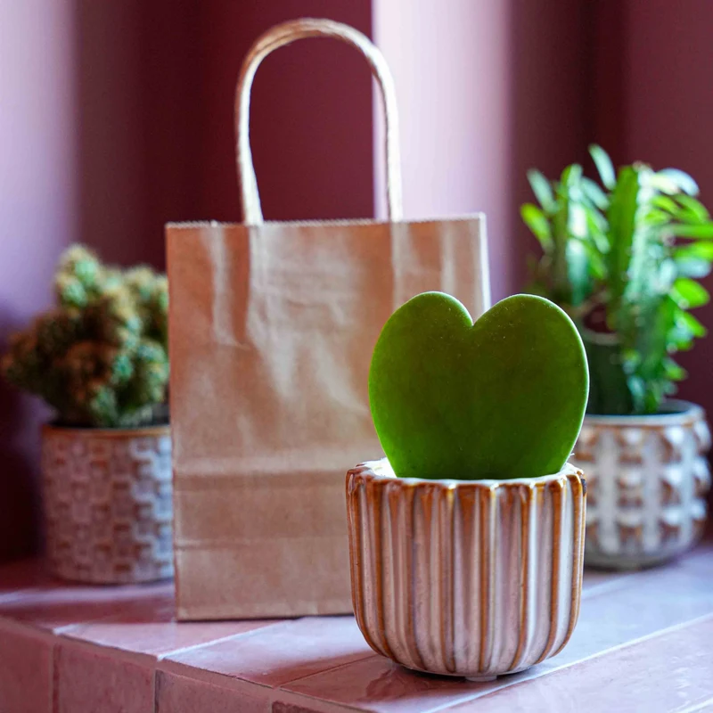 Gift set - Love Set - Heart plant, pot, love card & gift bag