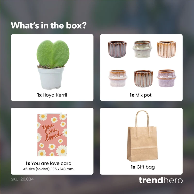 Gift set - Love Set - Heart plant, pot, love card & gift bag