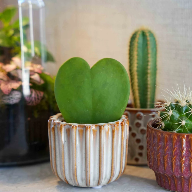 Gift set - Love Set - Heart plant, pot, love card & gift bag