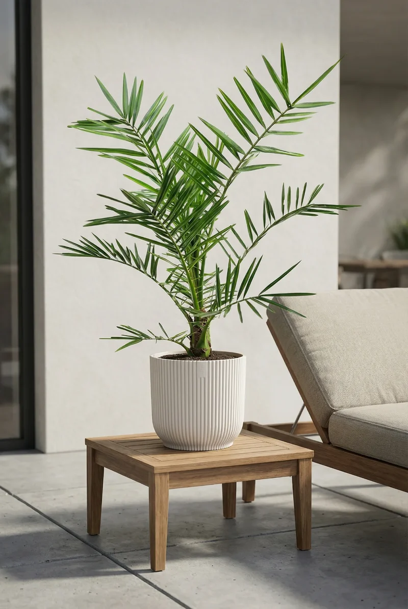Kanarische Dattelpalme - Phoenix Canariensis