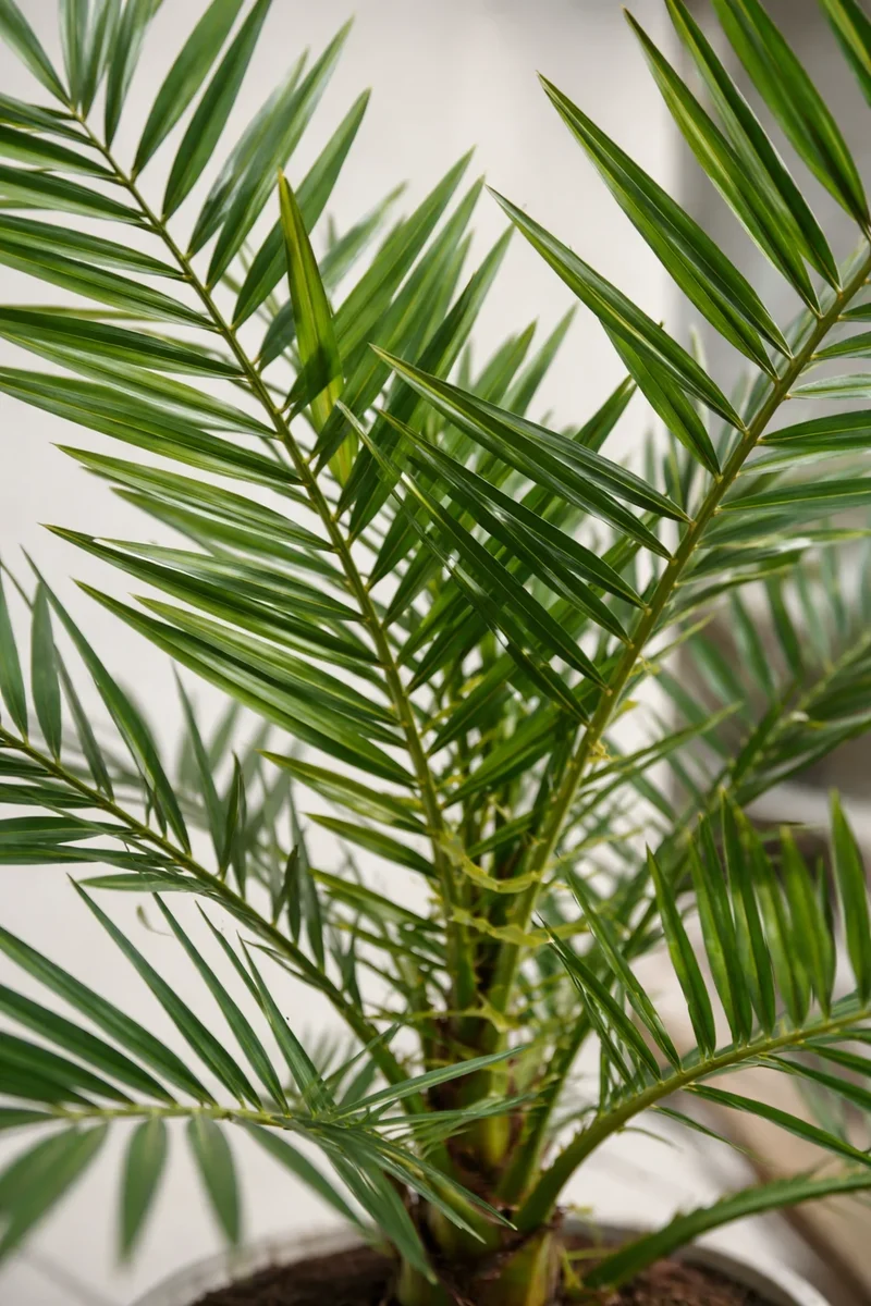 Kanarische Dattelpalme - Phoenix Canariensis