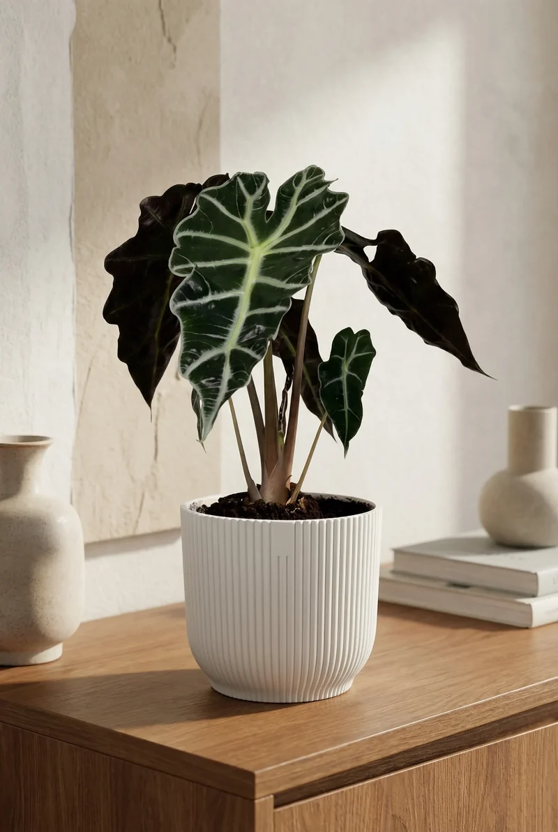 Alocasia Polly - Pfeilblatt