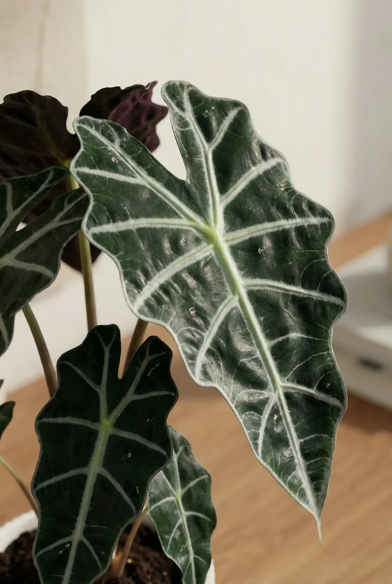 Alocasia Polly - Pfeilblatt