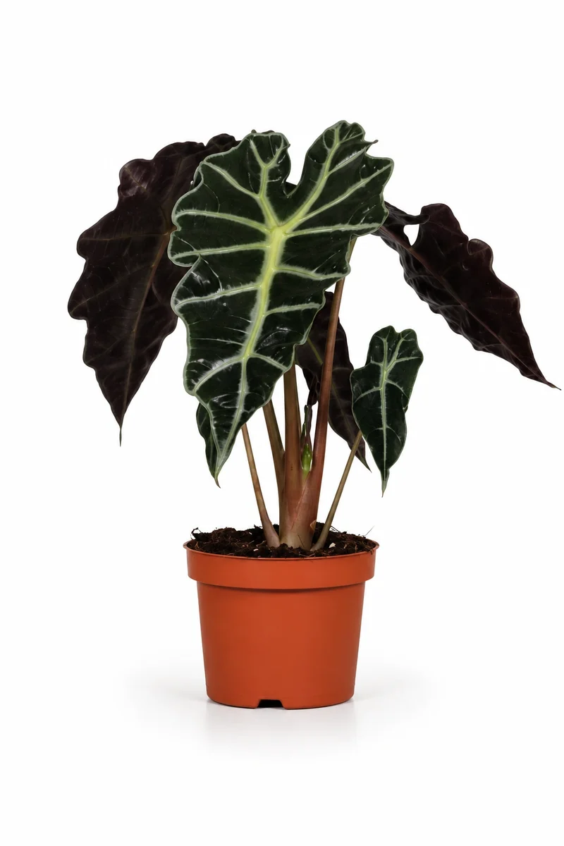 Alocasia Polly - Pfeilblatt