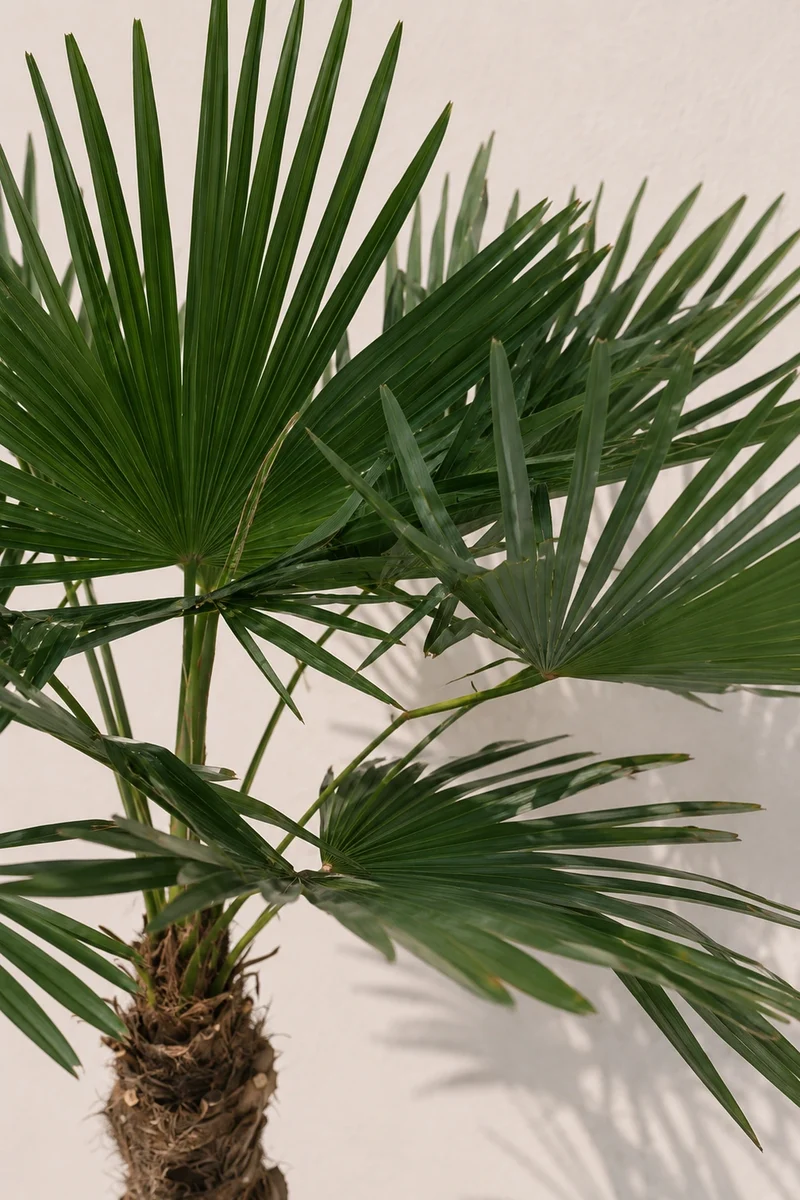 Hanfpalme - Trachycarpus fortunei