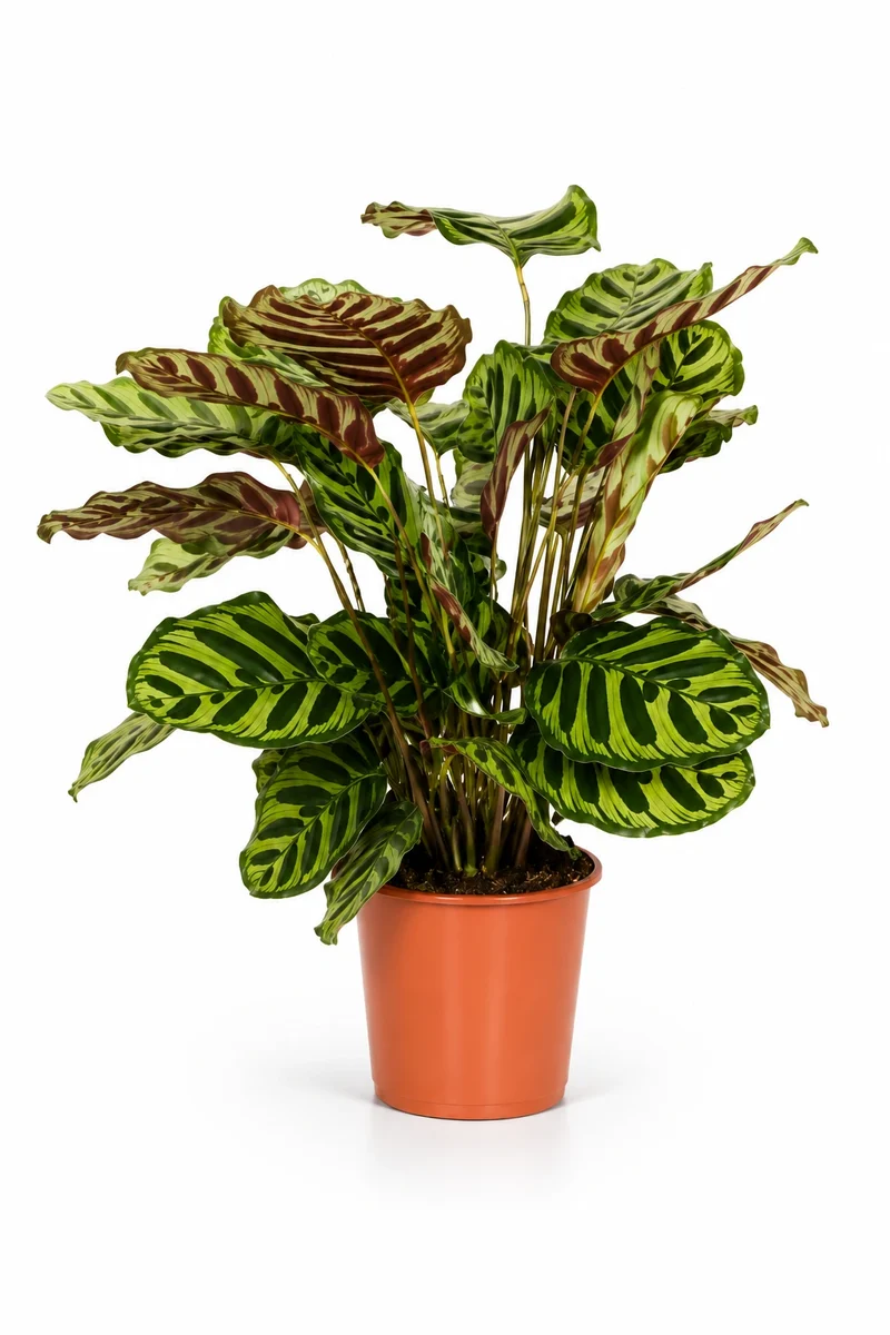Calathea Makoyana - Korbmarante