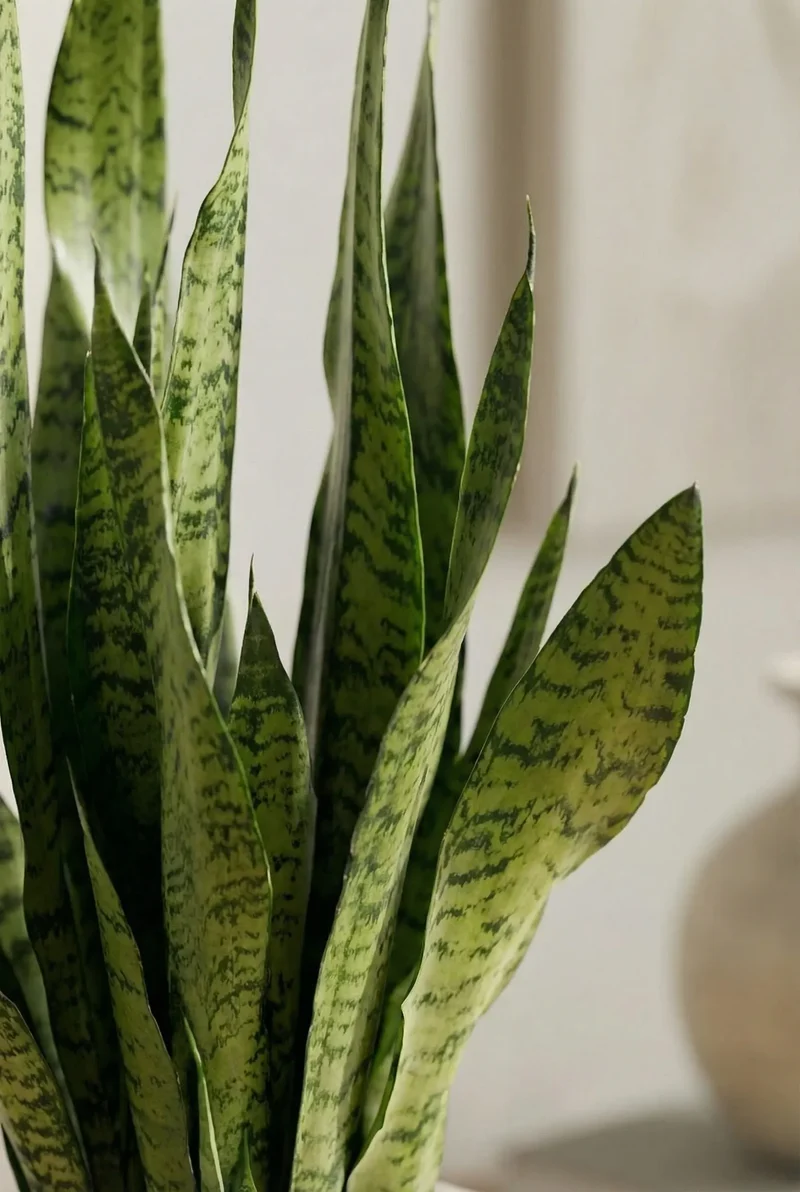 Bogenhanf - Sansevieria Zeylanica
