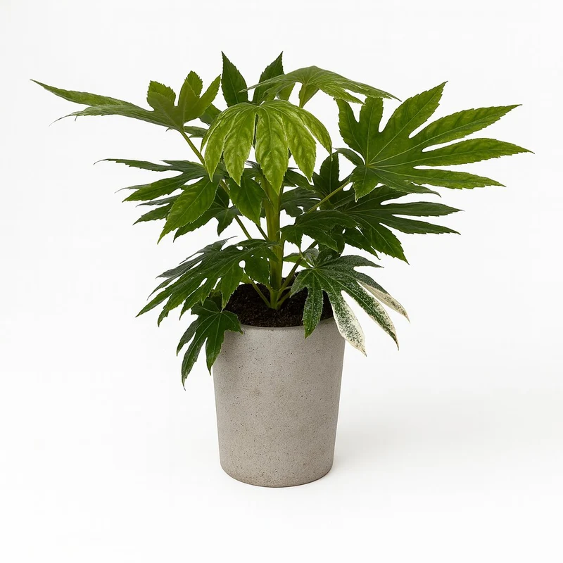 Fatsia Japonica Variegata - 60cm