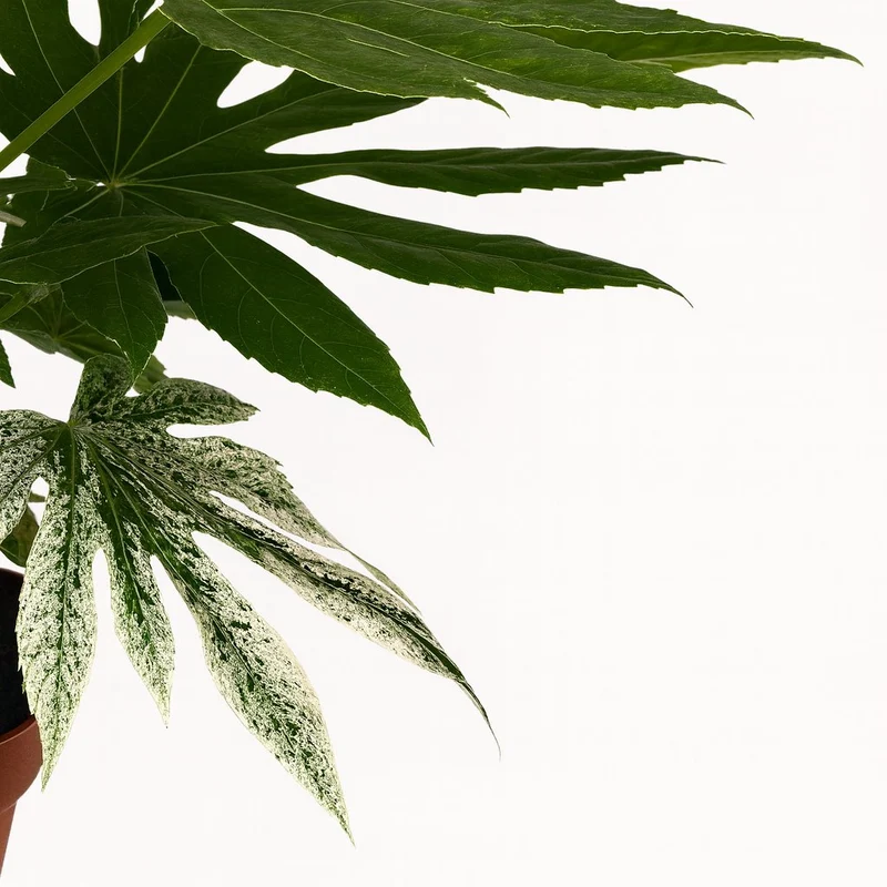 Fatsia Japonica Variegata - 60cm