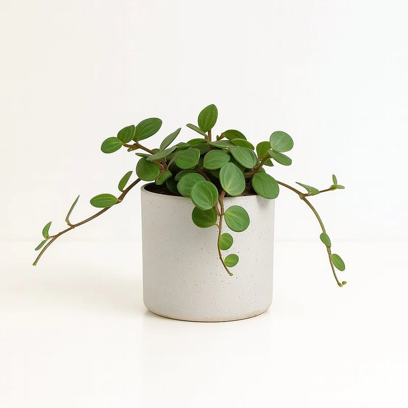Peperomia Hope