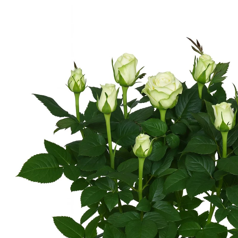 Rosa weiß