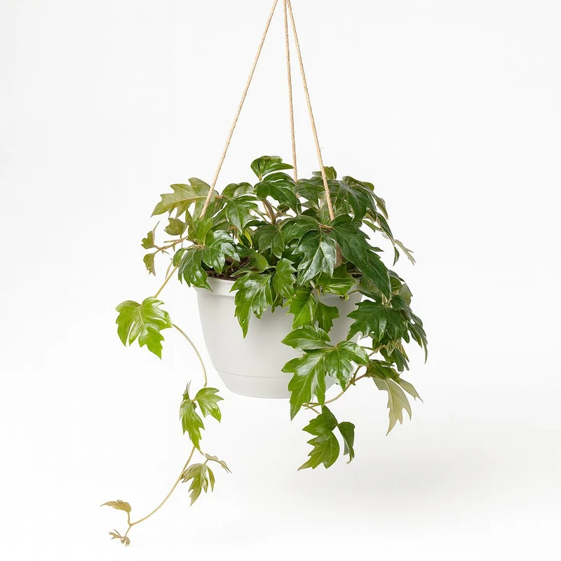 Cissus Rhombifolia Ellen Danica
