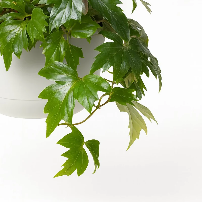 Cissus Rhombifolia Ellen Danica