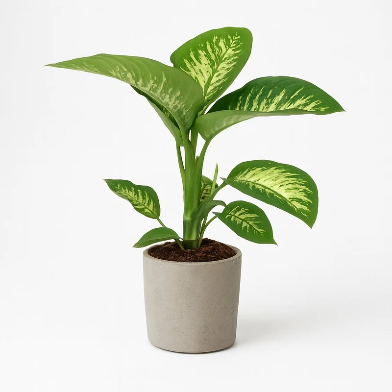 Dieffenbachia Seguine Tropic Snow