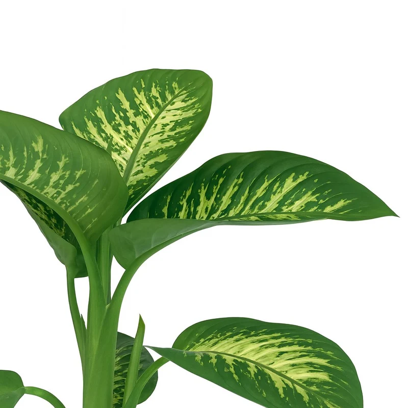 Dieffenbachia Seguine Tropic Snow