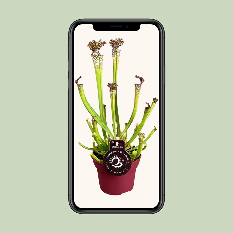 Sarracenia Farnhamii (Pitcher Plant) ↑ 40 cm