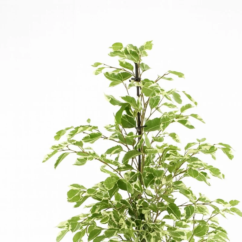 Ficus benjamina Twilight