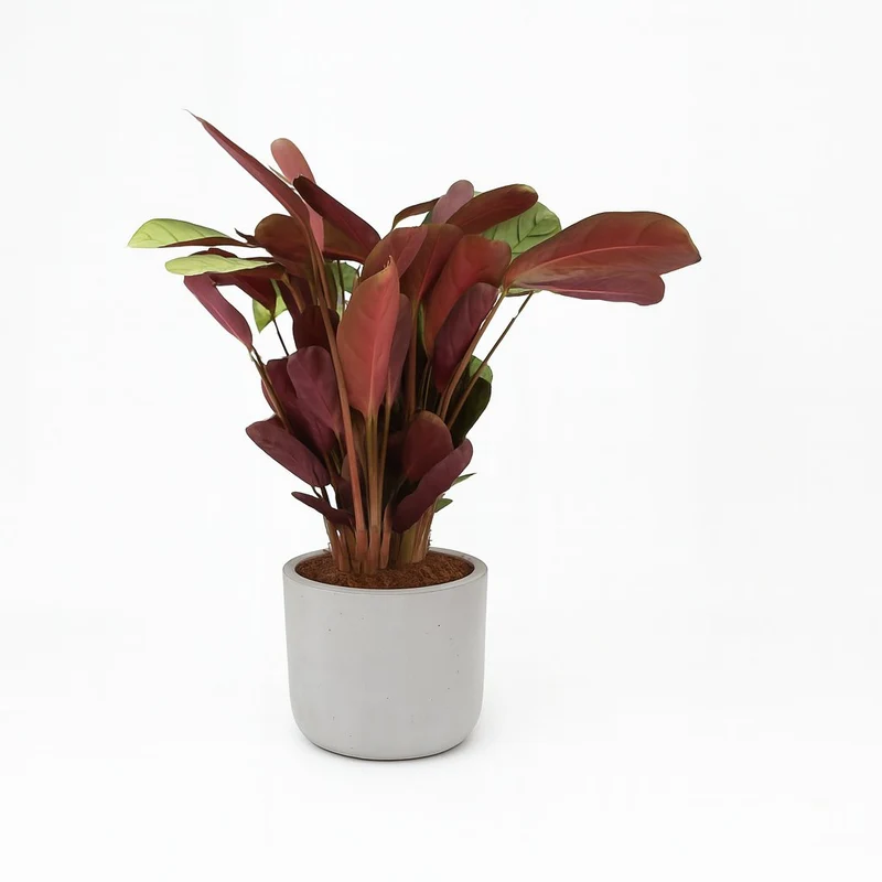 Ctenanthe Amagris