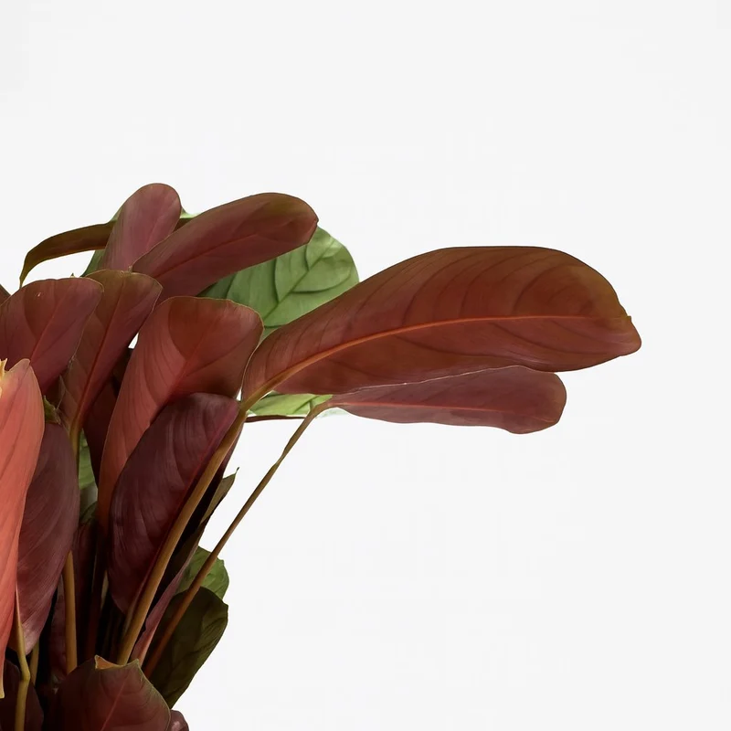 Ctenanthe Amagris