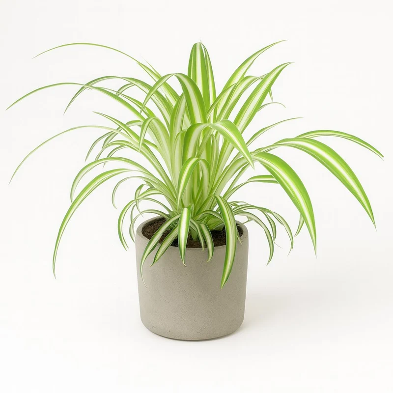 Chlorophytum