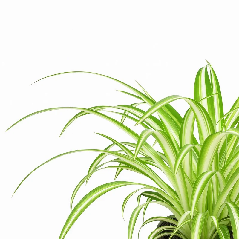 Chlorophytum