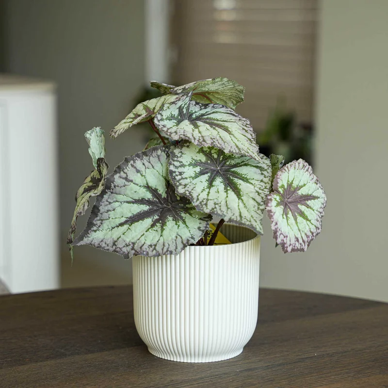 Begonia 26 cm - Potted - Artificial plant - UV - Indoor & Outdoor