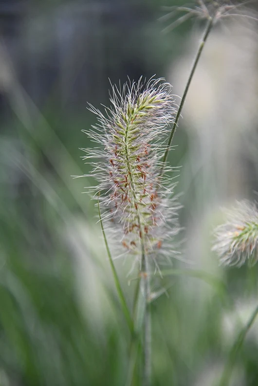 Großes Pennisetum Hameln Gras mit Putzern