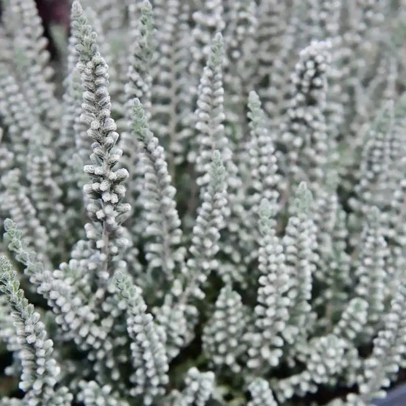 Calluna Fluffy