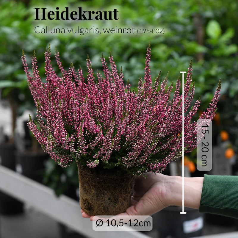5er Box Rote Herbstpflanzen