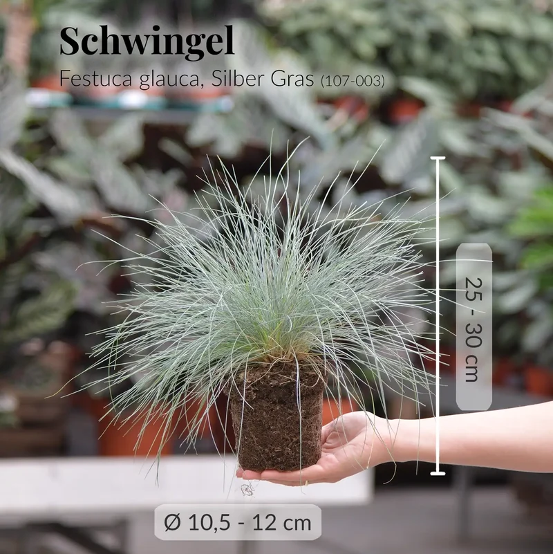 5er Box Rote Herbstpflanzen