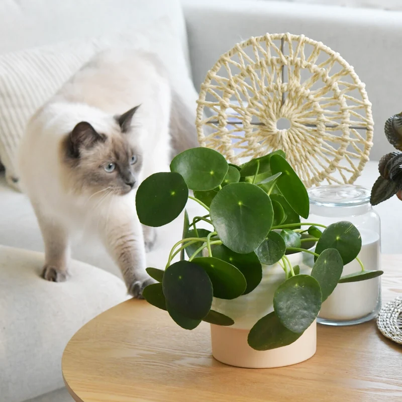 Pilea