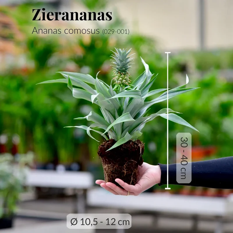 Zierananas No.12