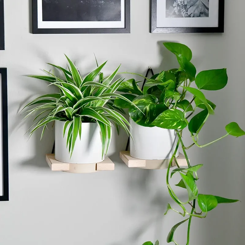 Mix & Match Pflegeleichte Pflanzen für wenig Licht