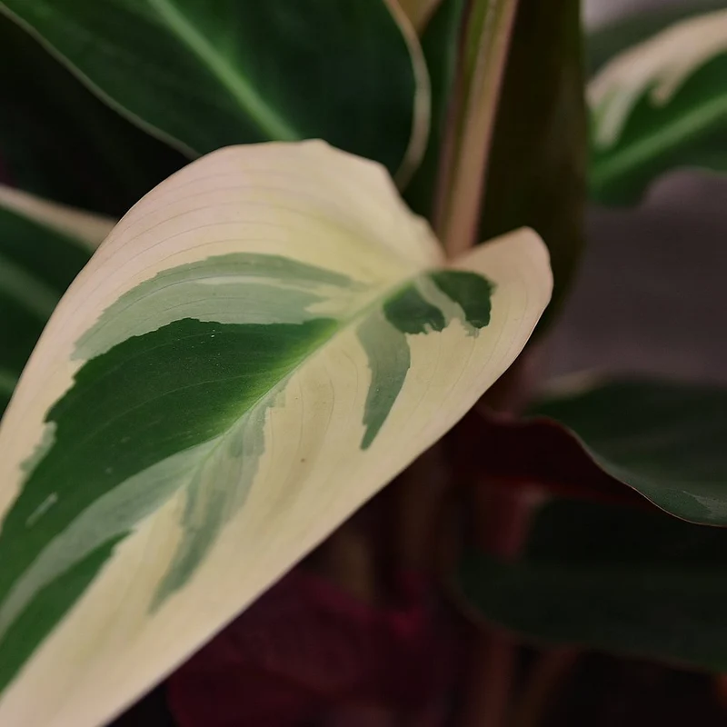 Calathea Triostar