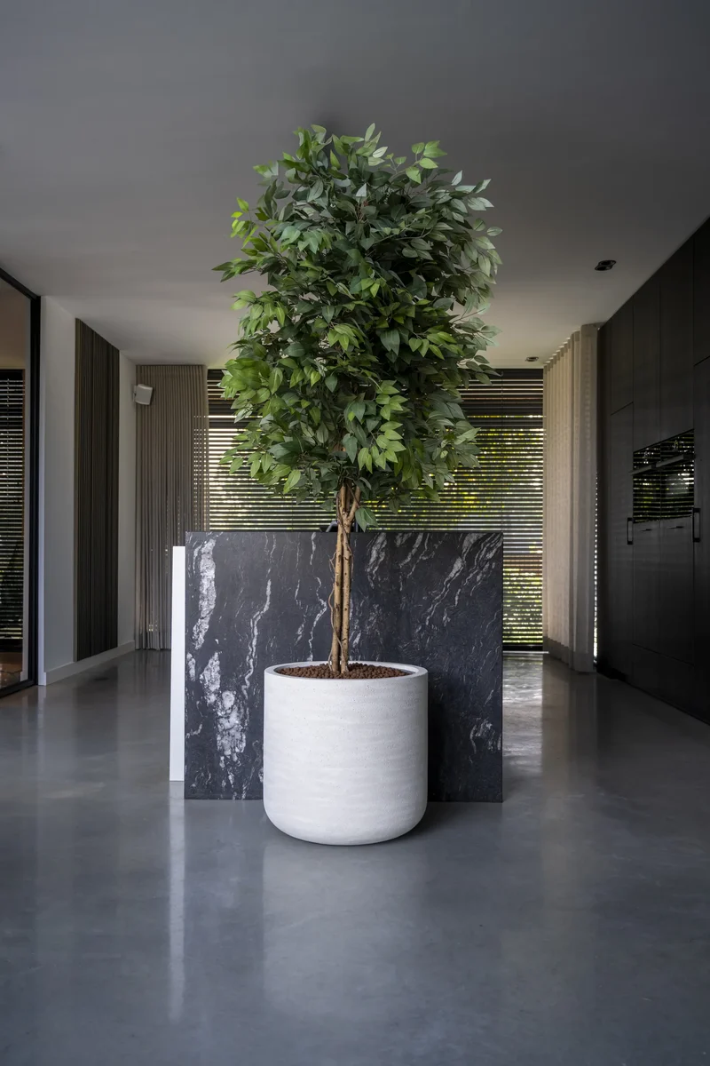 Ficus Benjamina künstlich, H: 180cm