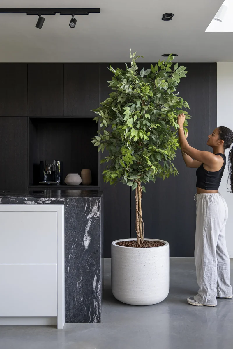 Ficus Benjamina künstlich, H: 180cm