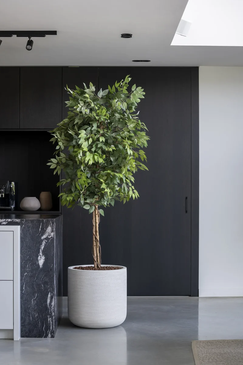 Ficus Benjamina künstlich, H: 180cm